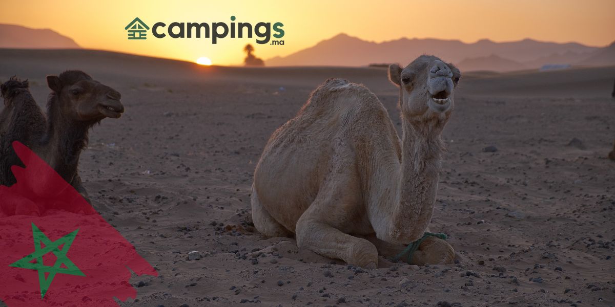 Zagora camping maroc