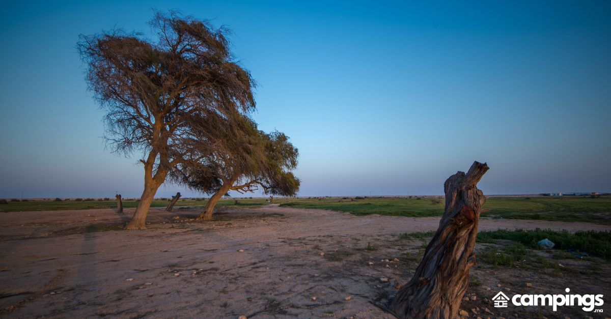 Al Marmoom Desert Conservation Reserve