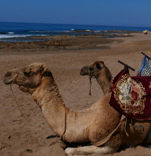 Camping La Palmeraie – Tifnit