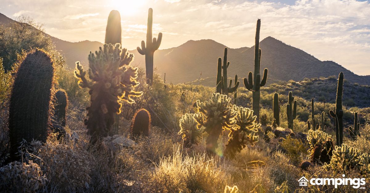 désert de Sonora, en Arizona