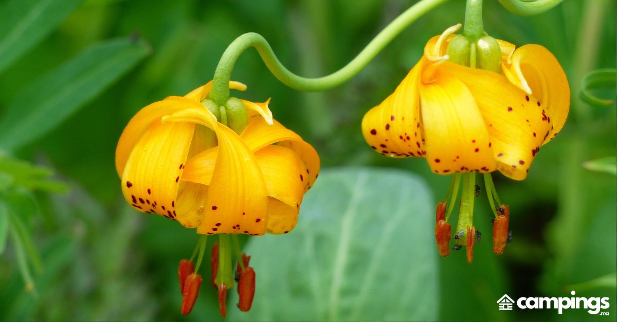 fleurs-maroc