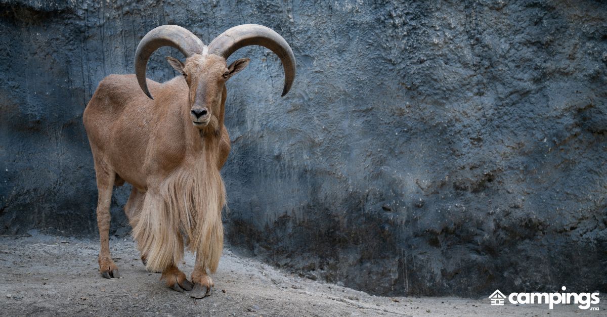 mouflons à manchettes maroc