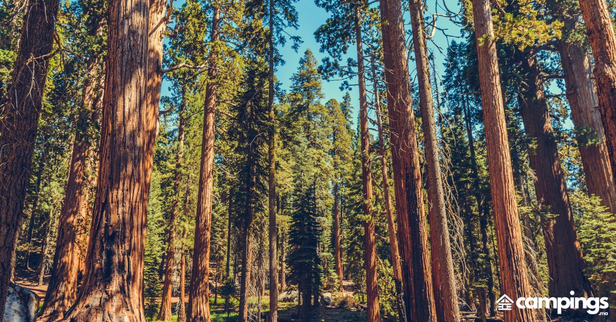 parcs nationaux américains