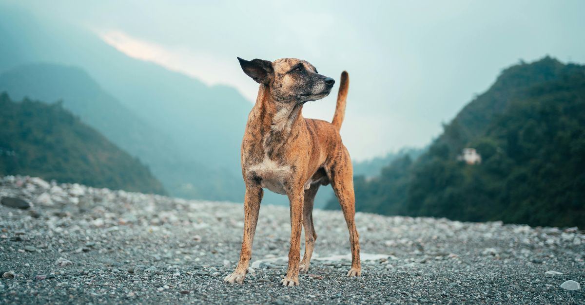Camping et chiens au Maroc