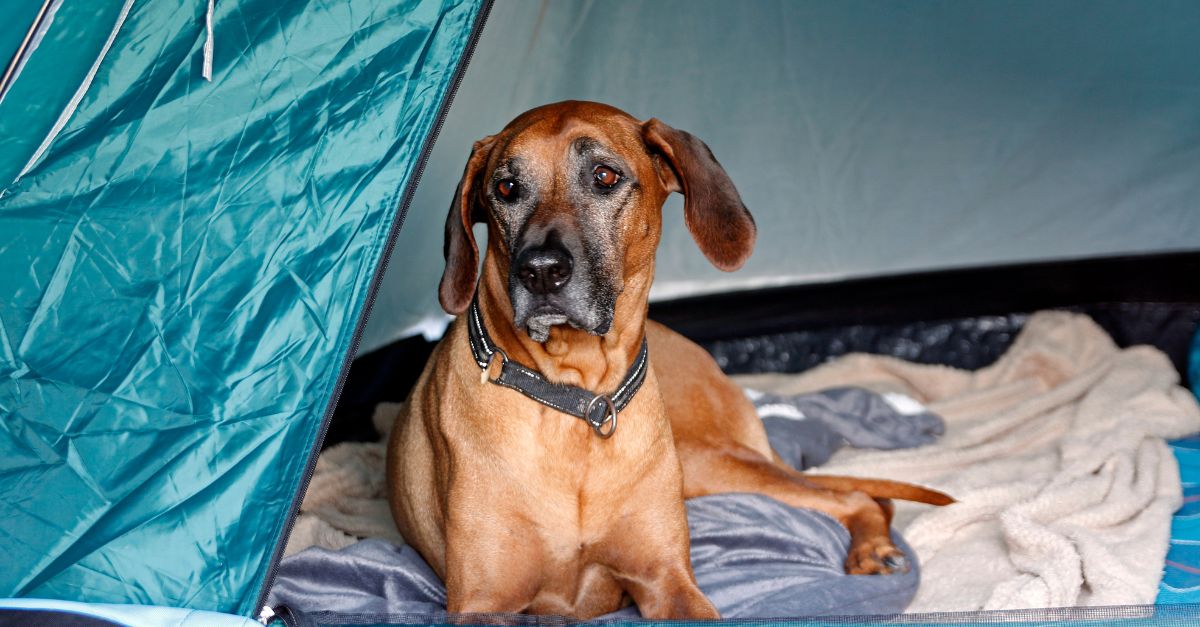chiens camping maroc bivouac