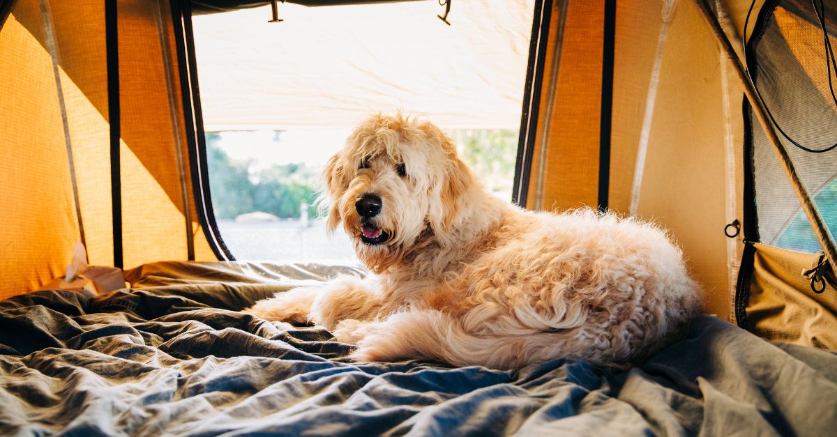 chiens camping maroc