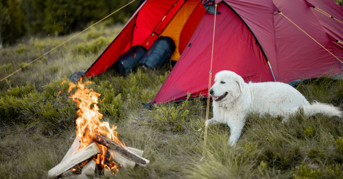 voyager avec votre chien maroc
