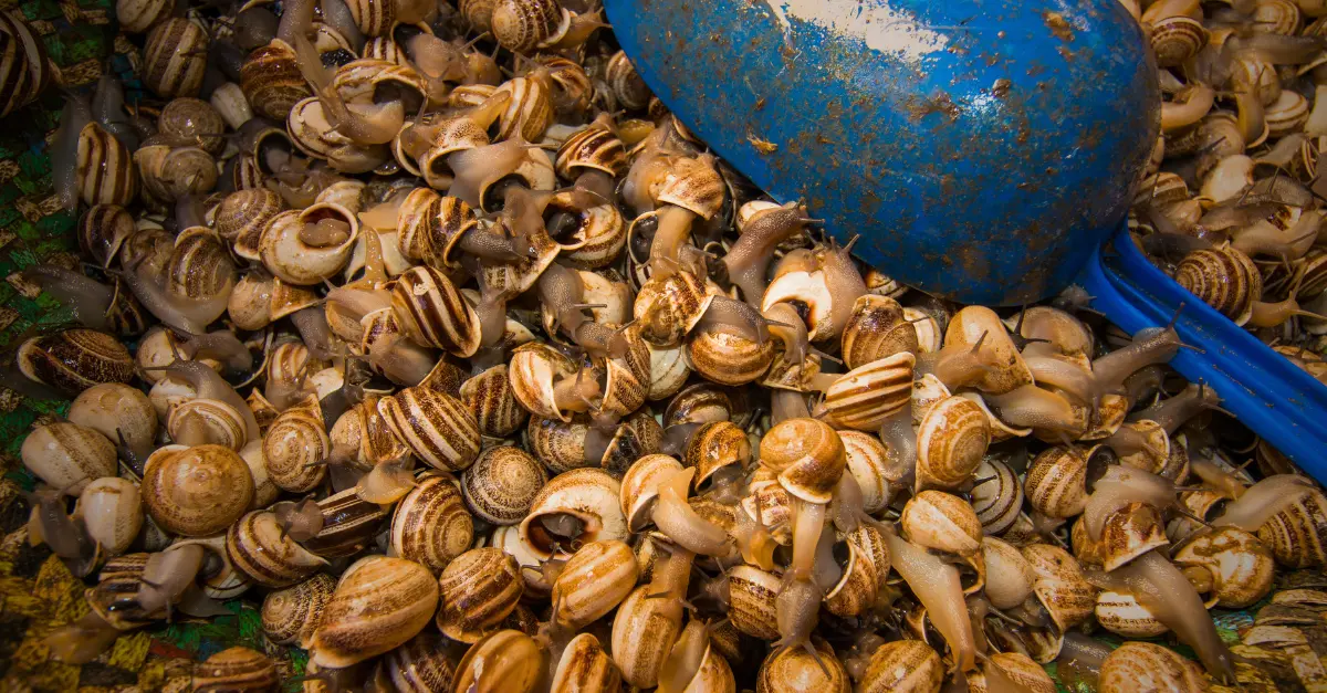Les snails — escargots à la marocaine